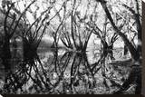 Tree Symphony