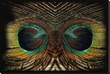 Feathered Owl