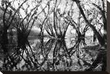 Tree Symphony
