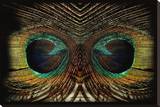 Feathered Owl