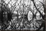 Tree Symphony