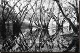 Tree Symphony
