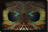 Feathered Owl
