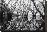 Tree Symphony
