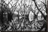 Tree Symphony