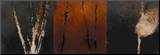 Autumn Compilations I
