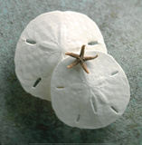 Sand Dollars