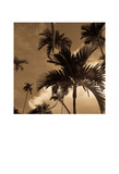 Palm Tree