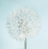 Dandelion II