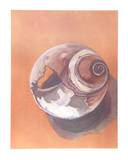Moon Shell
