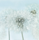 Dandelion I