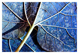 Veined leaf I