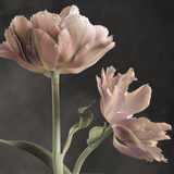 Tulip II