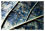 Veined leaf II