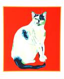 My Cat