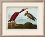 Scarlet Ibis