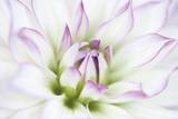 Dahlia