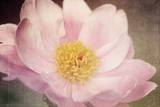 Peony in the Park