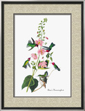 Anna's Hummingbird