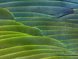 Military Macaw Wing Feathers  Ara Militaris  Peru