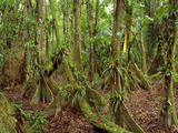 Buttressed Trees  Cockscomb Basin Wildlife Sanctuary  Belize