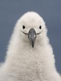 Black-Browed Albatross Chick  Thalassarche Melanophrys  Campbell Island  New Zealand