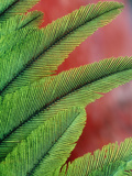 Resplendent Quetzal Feathers  Pharomachrus Mocinno  Costa Rica