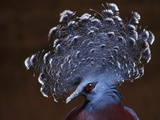 Victoria's Crowned Pigeon  Goura Victoria