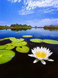 Day-Blooming Water Lily  Okavango Delta  Botswana