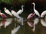 Great Egrets  Ardea Alba  Wood Storks  Mycteria Americana  and Roseate Spoonbill  Pantanal  Brazil