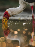 Yellow Billed Stork Foraging  Mycteria Ibis  Luangwa Valley  Zambia