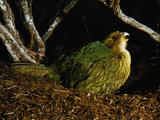 Kakapo Calling  Strigops Habroptila  Codfish Island  New Zealand
