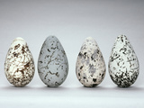 Common Murre Eggs  Uria Aalge  Western Foundation of Vertebrate Zoology