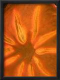 Magnification of the Pattern of a Backlit Slice of Dried Persimmon