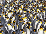 King Penguin Colony  Aptenodytes Patagonicus  South Georgia Island