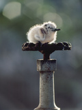 Fairy Tern on Water Spigot  Gygis Alba  Hawaiian Leeward Islands