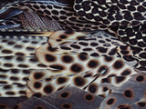 Greater Argus Pheasant Male Wing Plumage  Argusianus Argus  Borneo