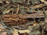 Nightjar Nesting in Leaf Litter  Caprimulgus Sp  Cockscomb Basin  Belize