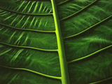 Leaf Ribs  Sabah  Borneo