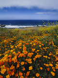 California Poppies  Eschscholzia Californica  Big Sur  California