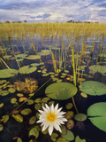Water Lilies  Okavango Delta  Botswana