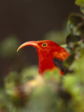 I'Iwi  Vestiaria Coccinea  Kauai  Hawaii
