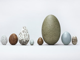 Collection of Bird Eggs  Western Foundation of Vertebrate Zoology  Los Angeles  California