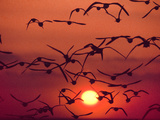 Shorebirds in Flight with Setting Sun  Delaware Bay  New Jersey