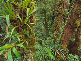 Epiphytes in Cloud Forest  Mt Kinabalu National Park  Sabah  Borneo