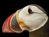 Atlantic Puffin Male  Fratercula Arctica  Norway