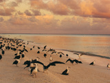 Laysan Albatross Juveniles on the Beach  Phoebastria Immutabilis  Midway Atoll  Hawaiian Leeward Is