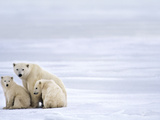 Polar Bear Mother and Cubs  Ursus Maritimus  Hudson Bay  Canada