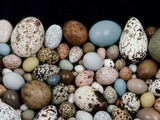 Bird Egg Diversity  Western Foundation of Vertebrate Zoology  Los Angeles  California