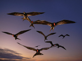 Magnificent Frigate Birds in Flight  Fregata Magnificens  Galapagos Islands